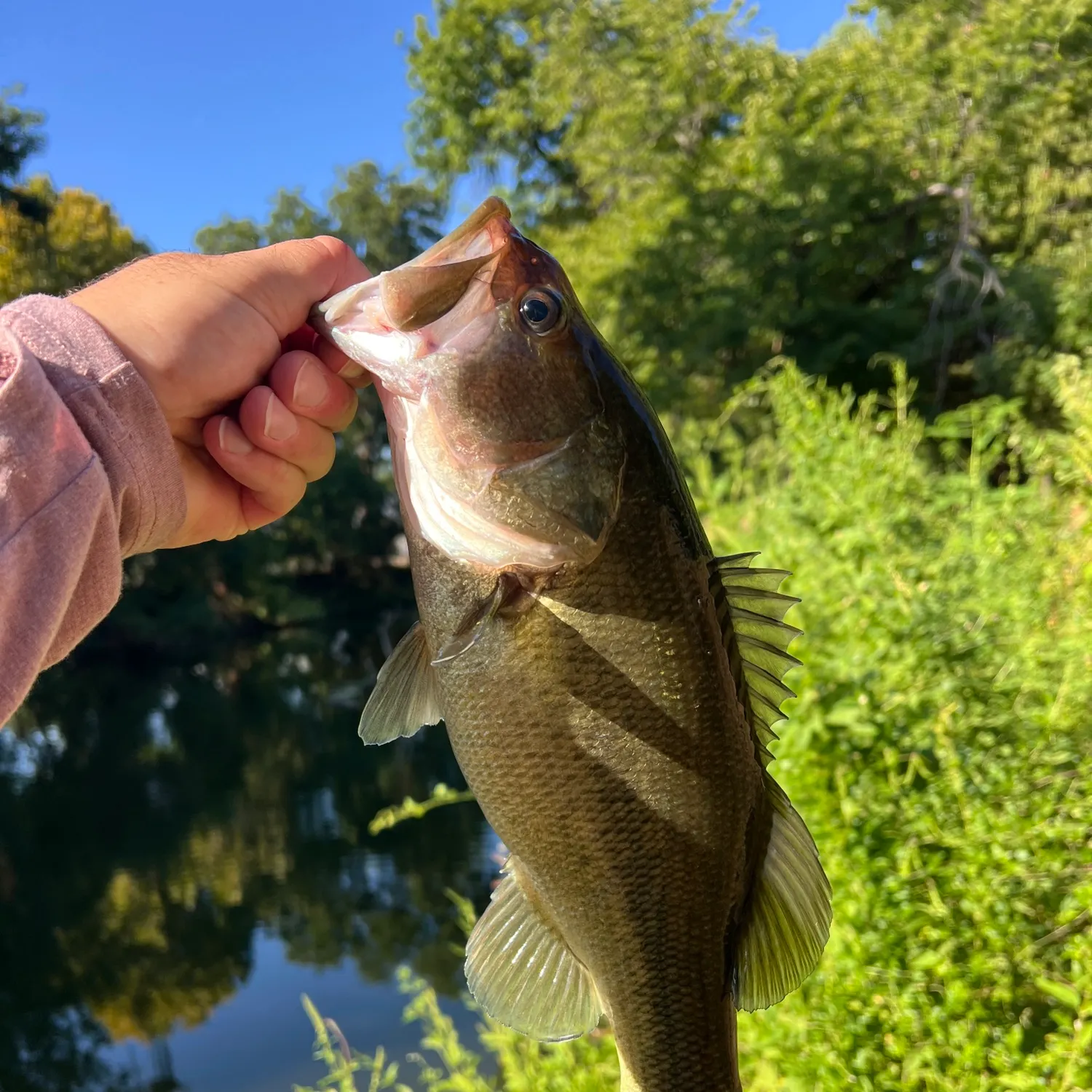 Largemouth bass caught on Fishbrain