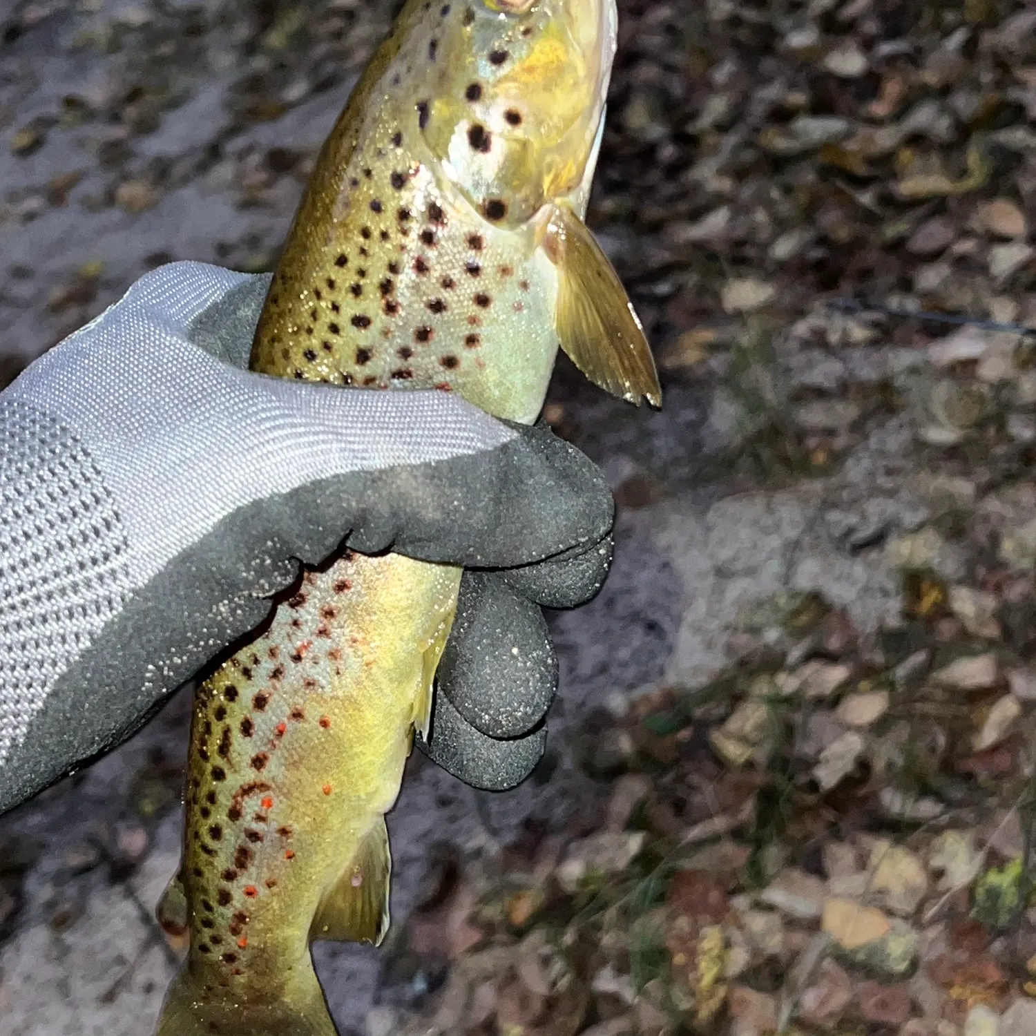 Brown trout caught on Fishbrain