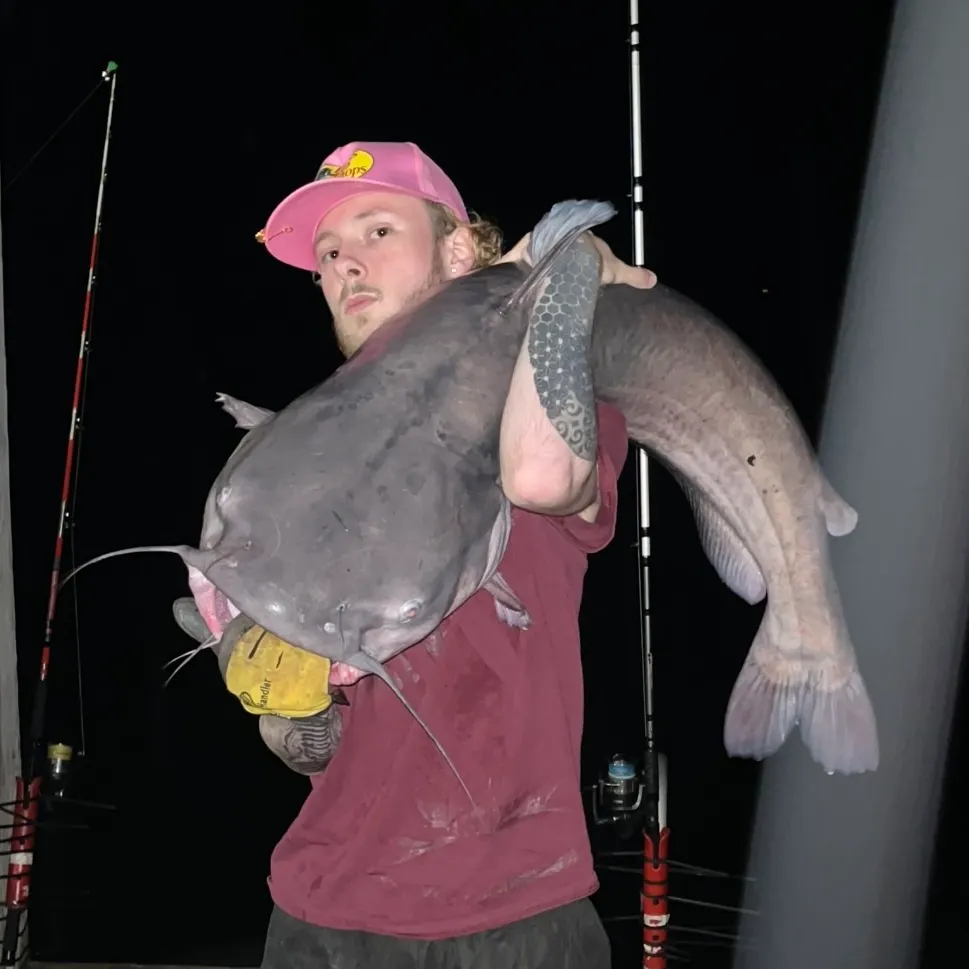 Blue catfish caught on Fishbrain