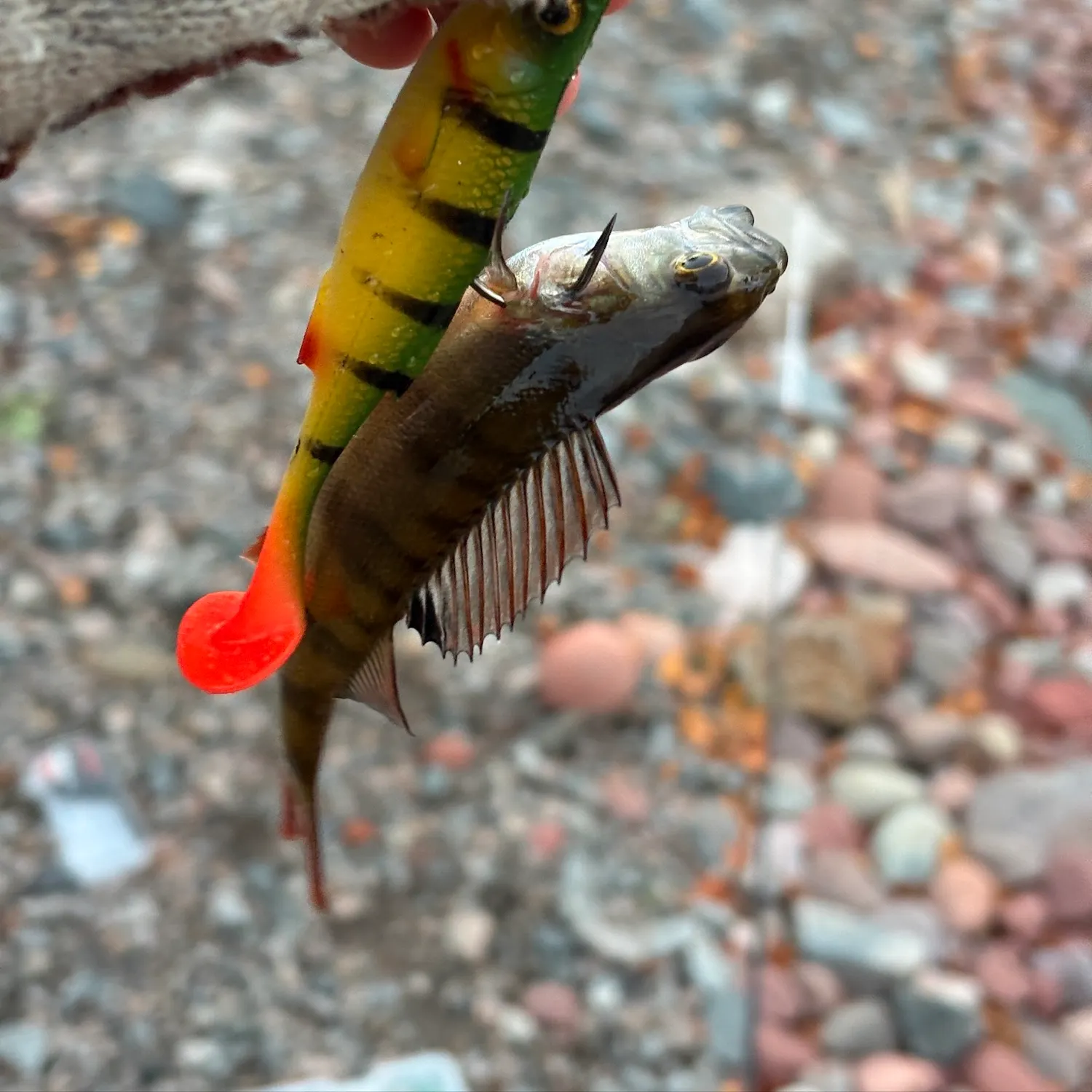 European perch caught on Fishbrain