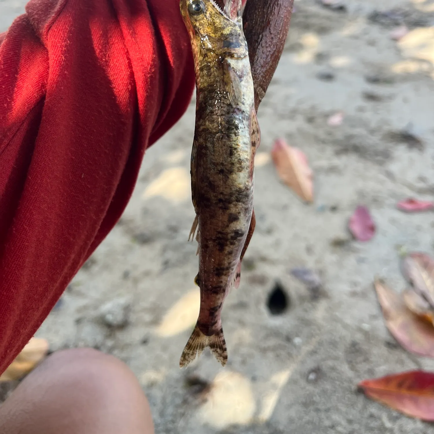 The most recent Lighthouse lizardfish catches on Fishbrain