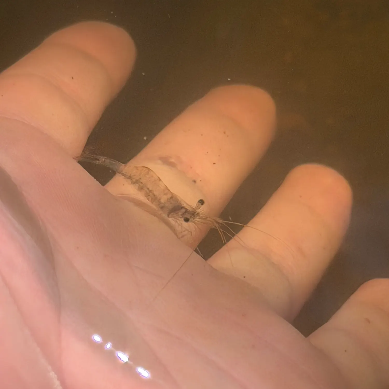 The most recent Monster shrimpgoby catches on Fishbrain