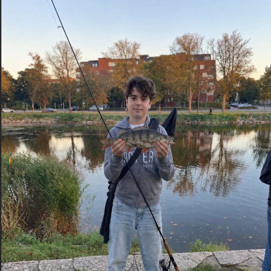 European perch caught on Fishbrain
