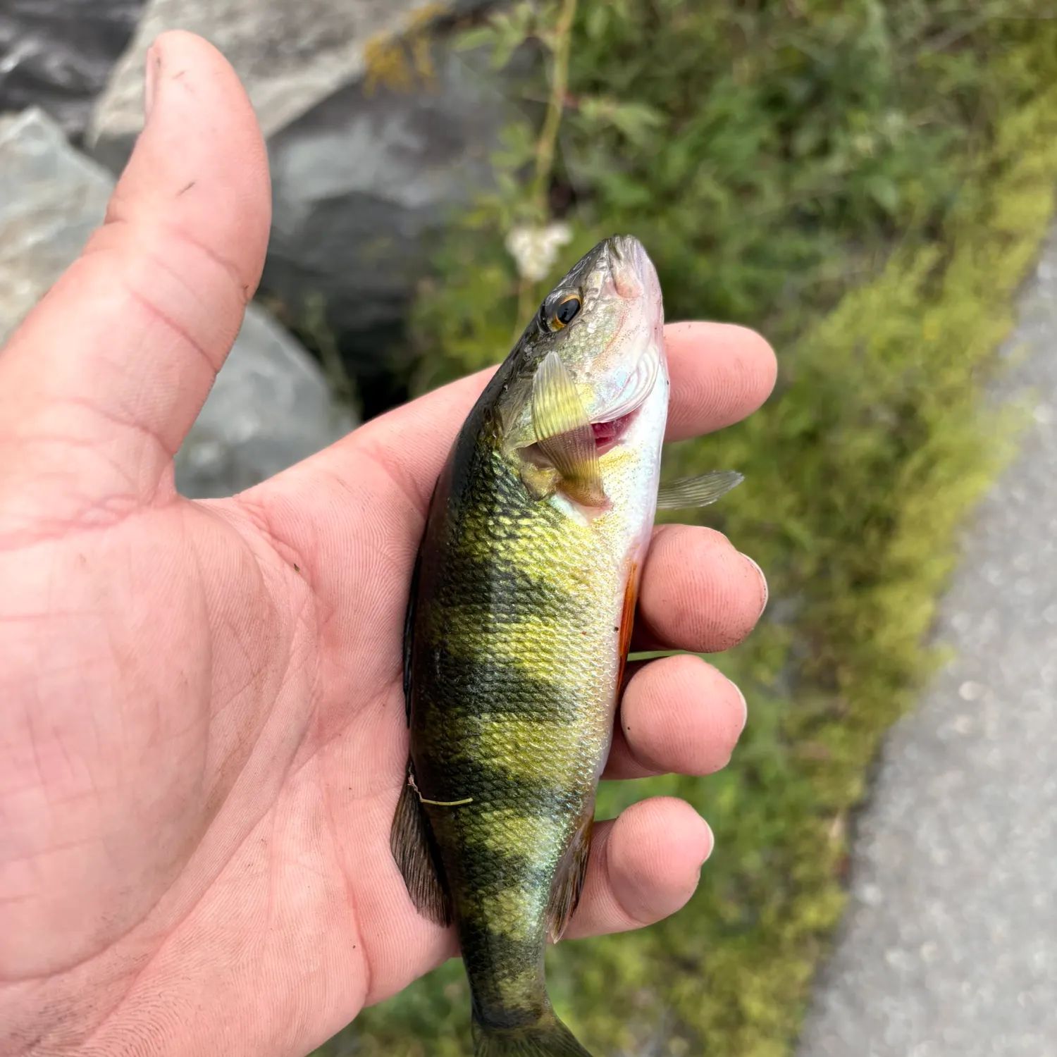 Yellow perch caught on Fishbrain