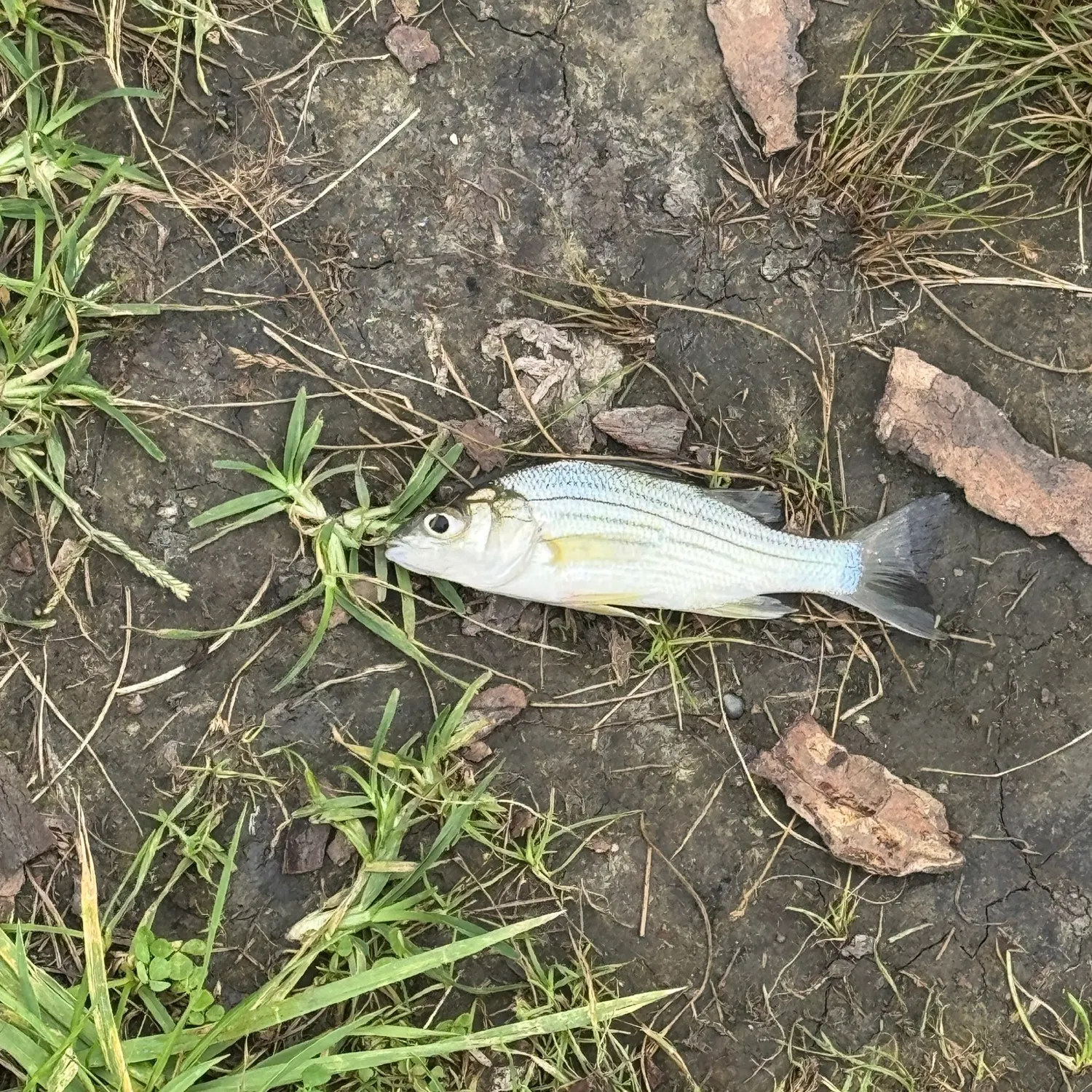 Yellow bass caught on Fishbrain