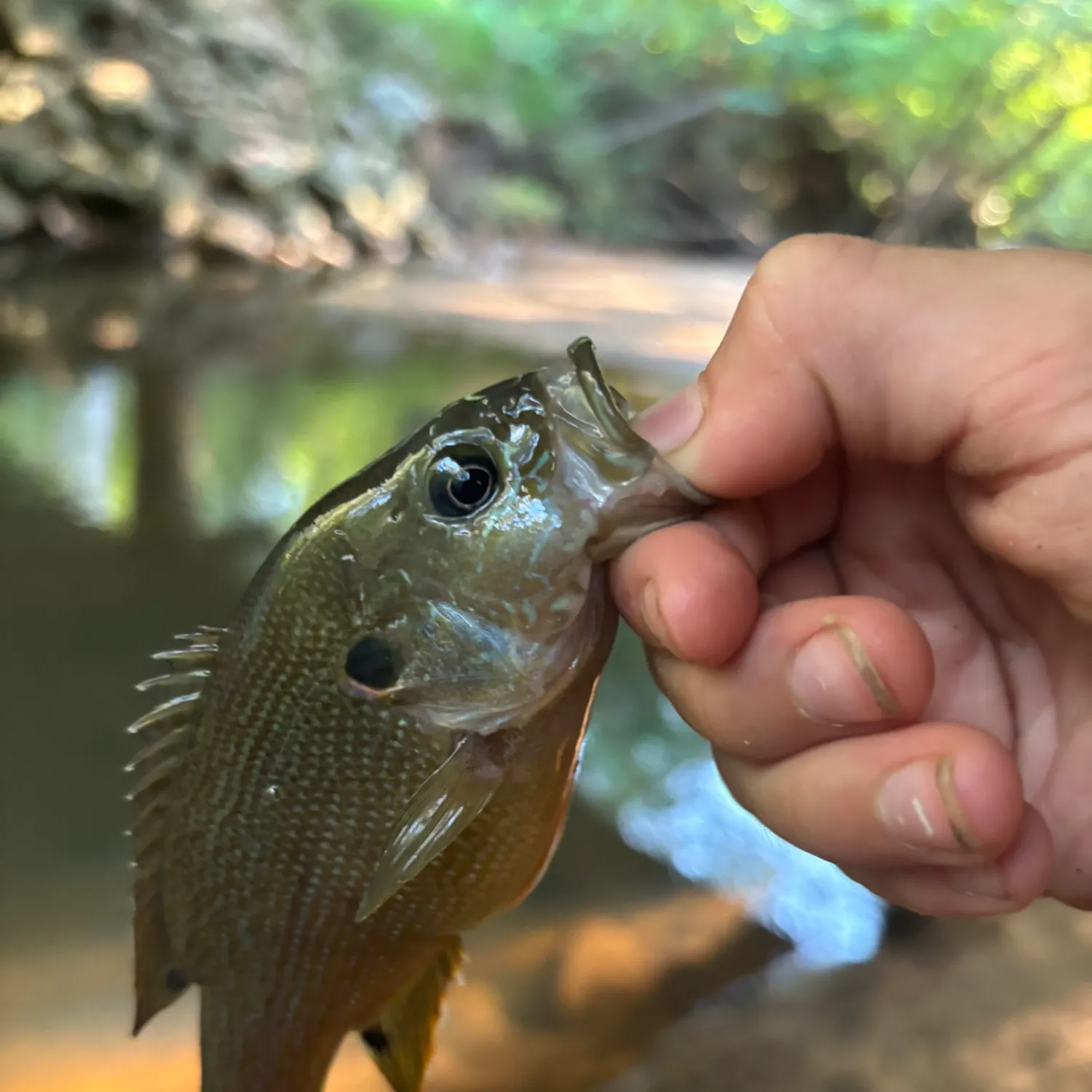 Green sunfish caught on Fishbrain