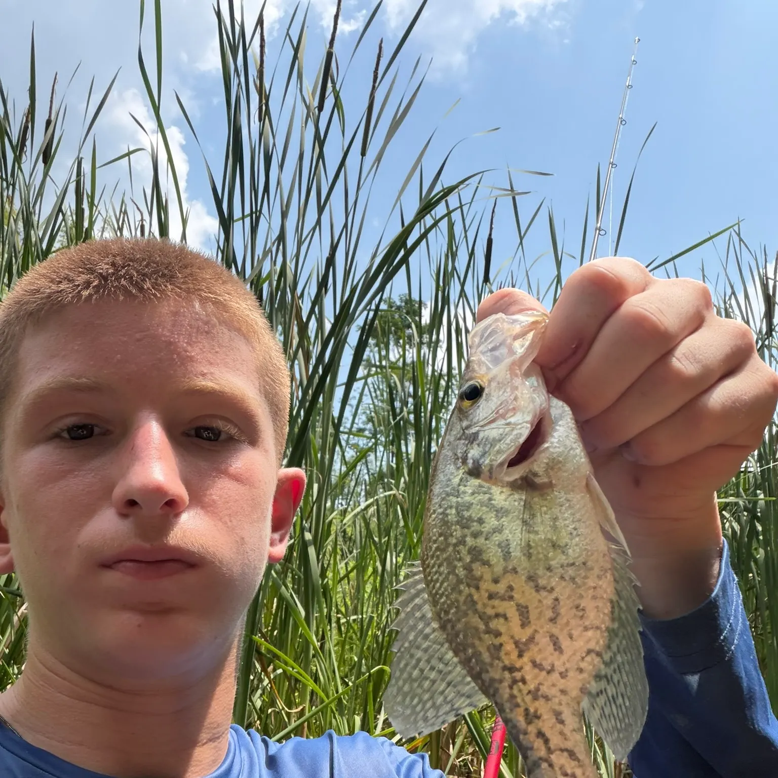 Black crappie caught on Fishbrain