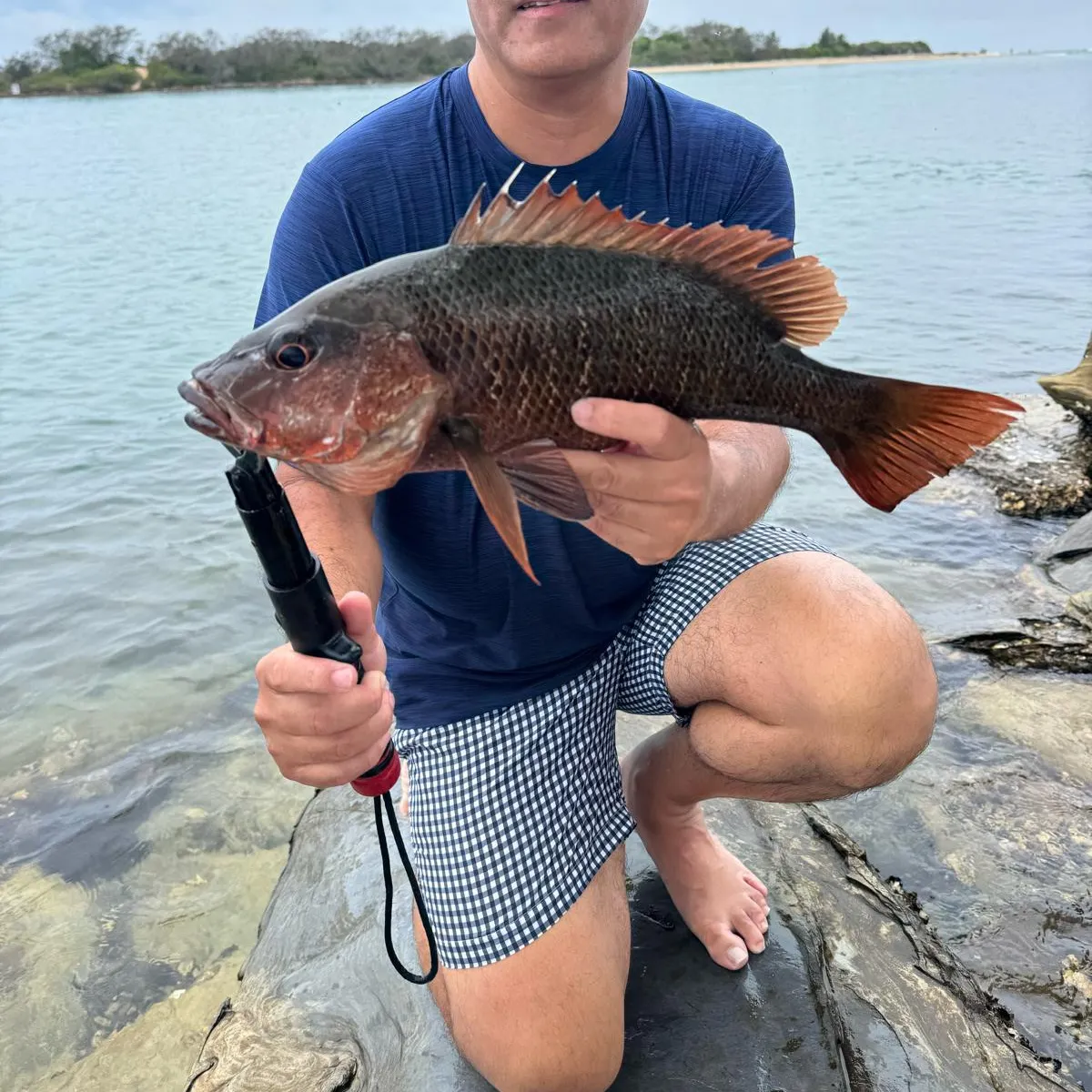 The most recent Mangrove snapper catches on Fishbrain