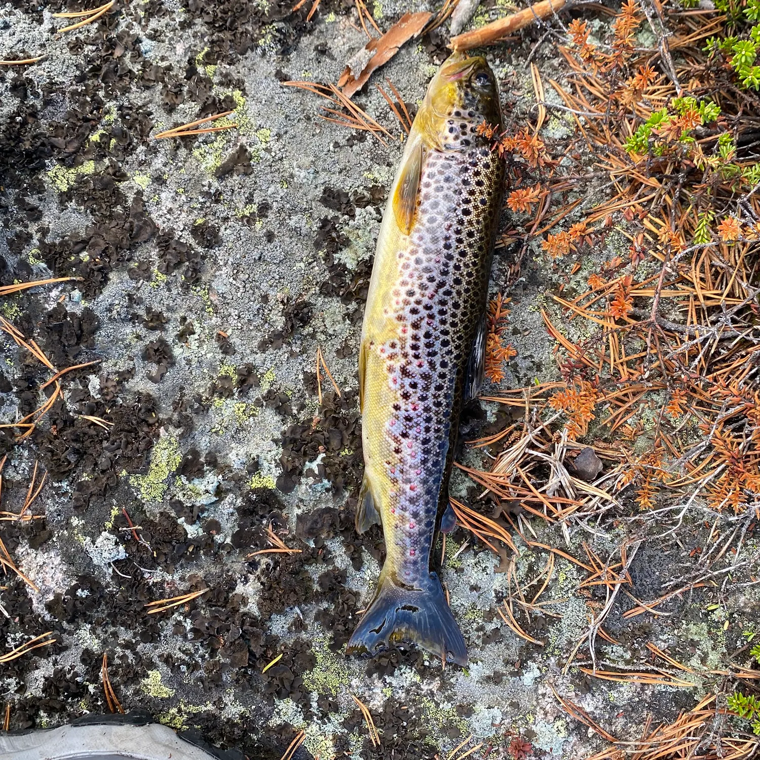 Brown trout caught on Fishbrain