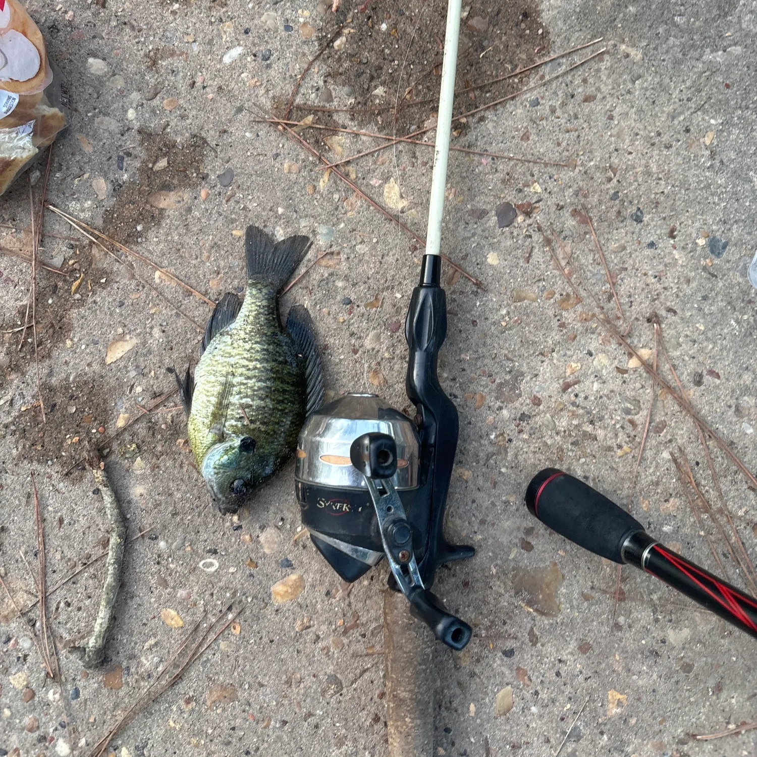 Bluegill caught on Fishbrain