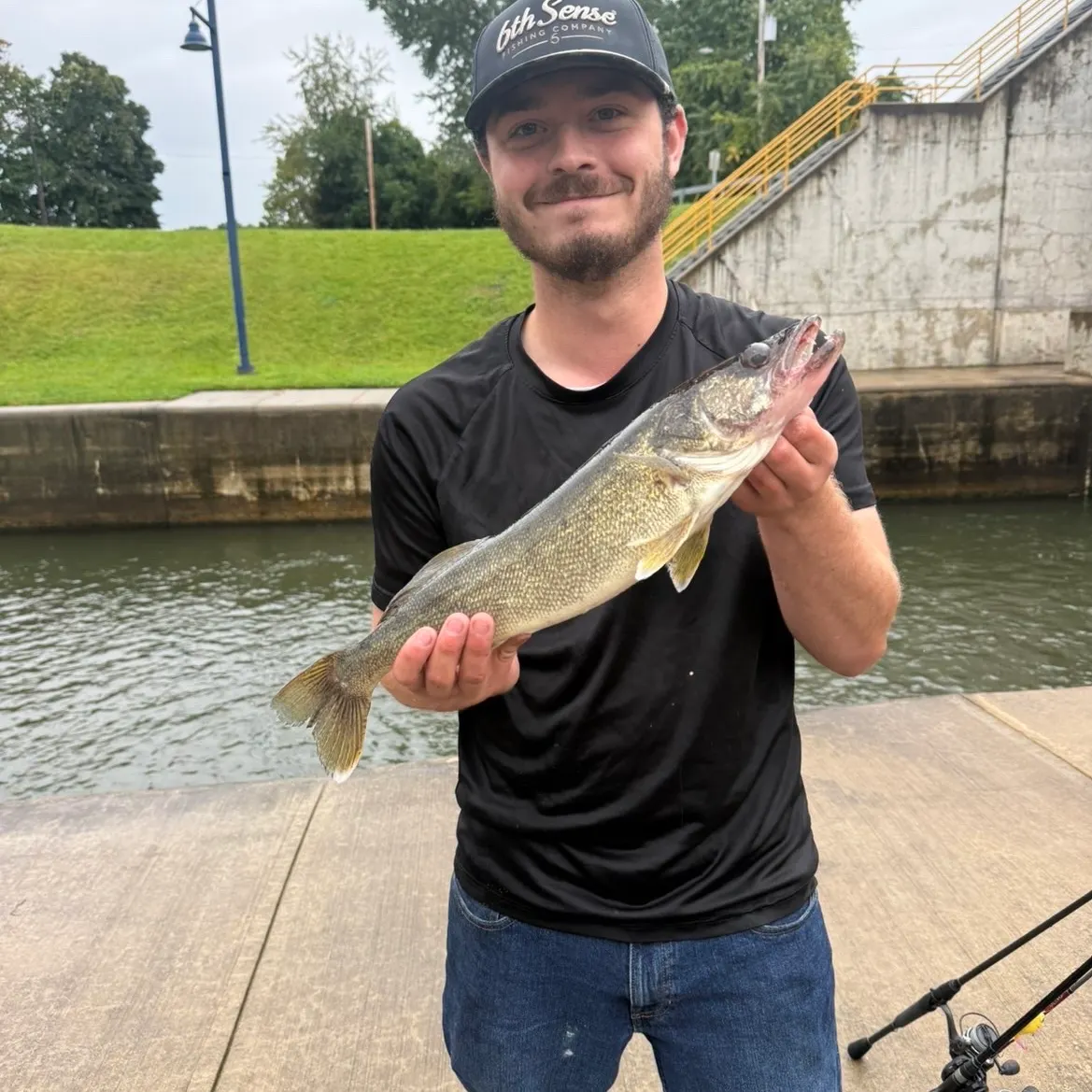 Walleye caught on Fishbrain