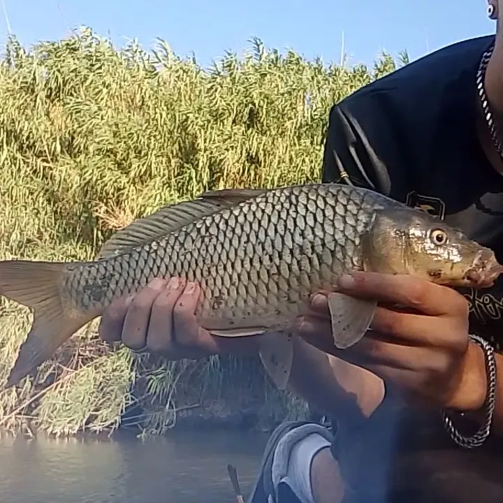 Common carp caught on Fishbrain