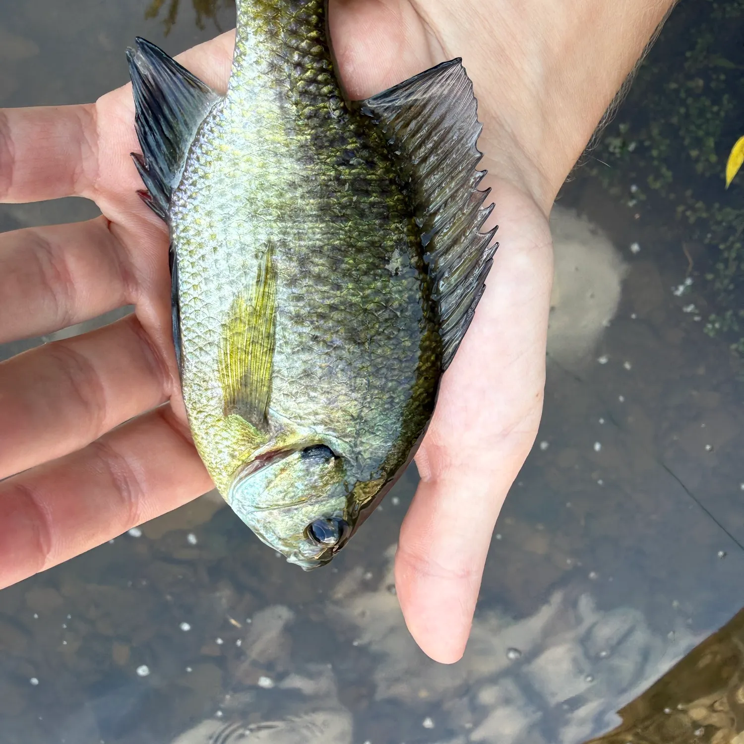 Bluegill caught on Fishbrain
