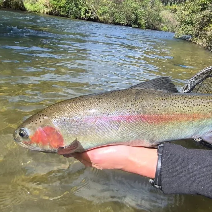 Rainbow trout caught on Fishbrain