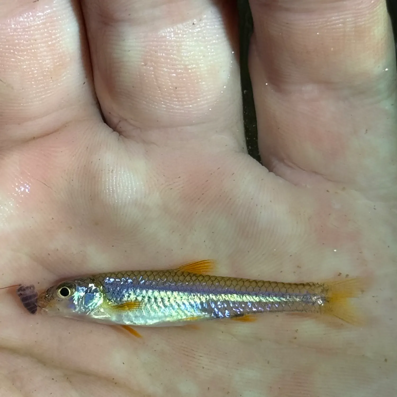 The most recent Orangefin shiner catches on Fishbrain
