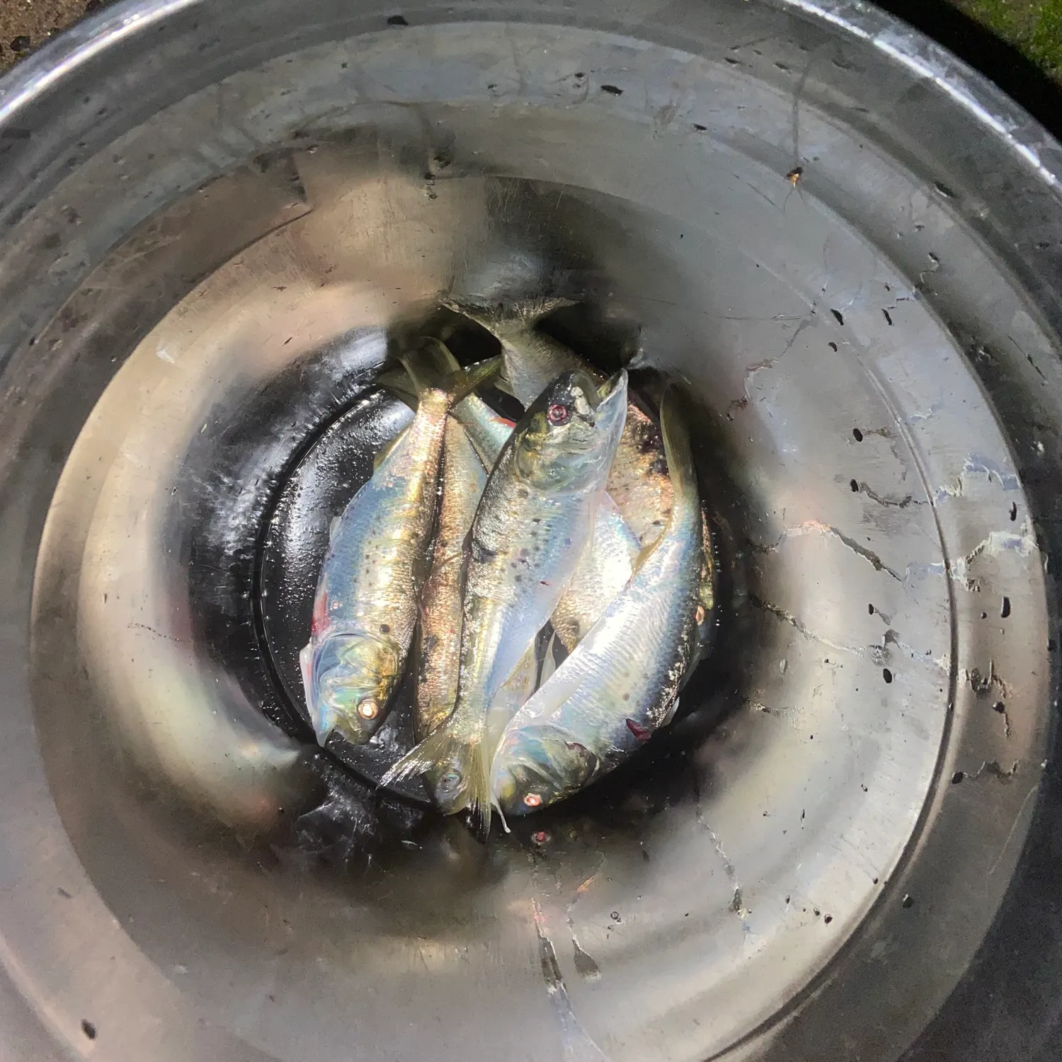 The most recent Atlantic menhaden catches on Fishbrain