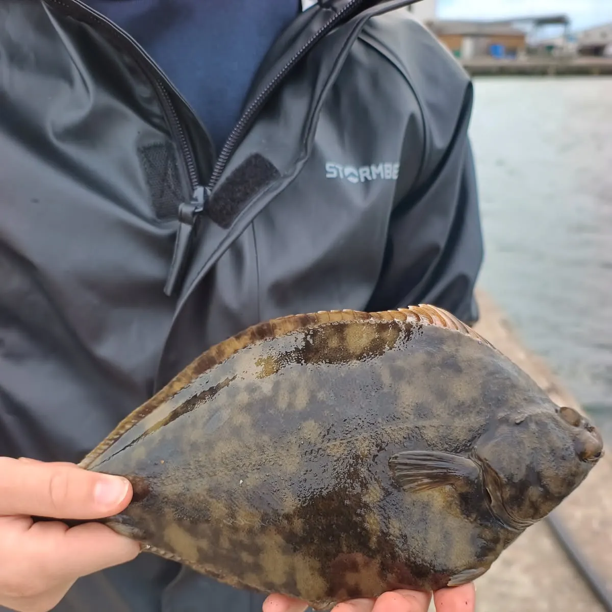 The most recent European flounder catches on Fishbrain