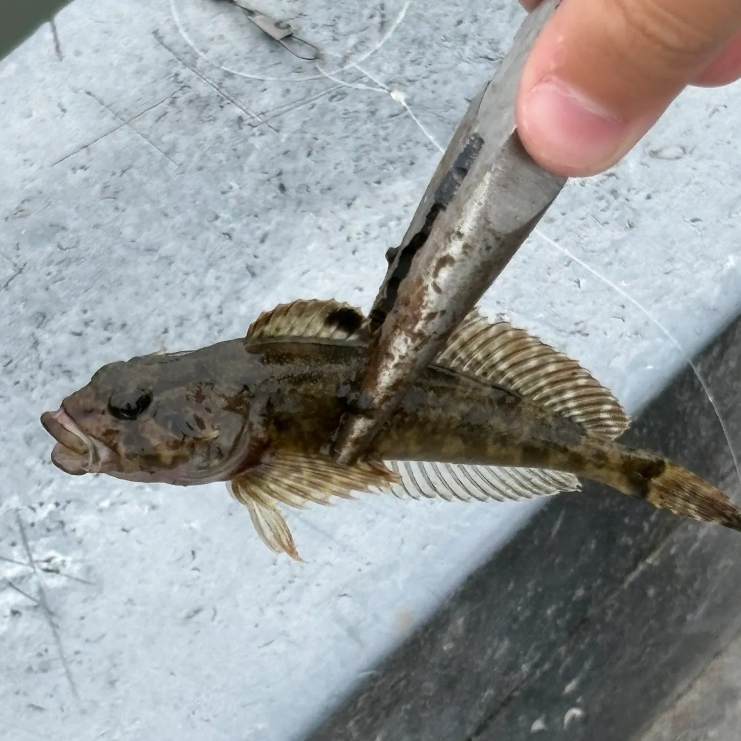 The most recent Slimy sculpin catches on Fishbrain