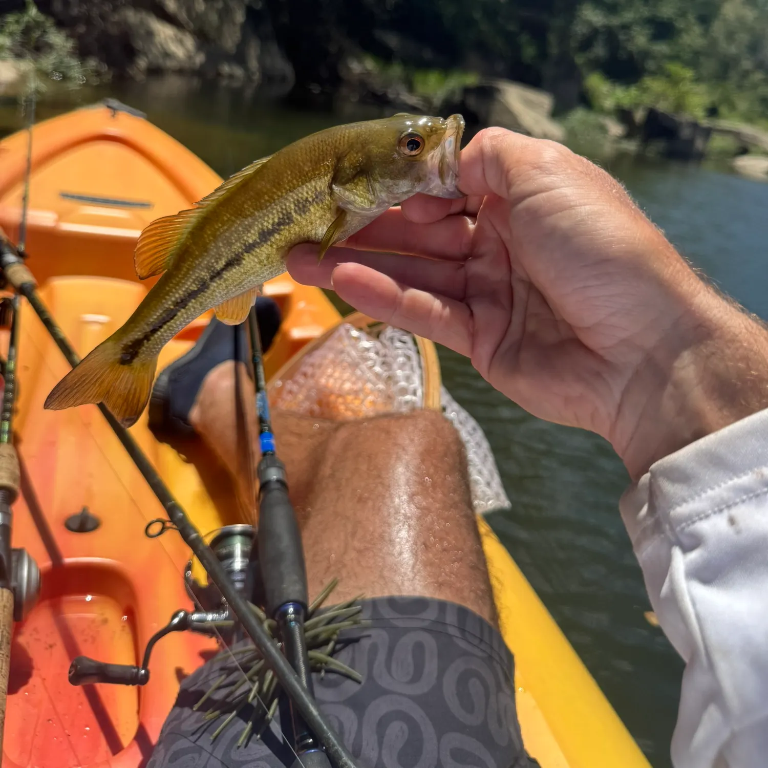 Spotted bass caught on Fishbrain