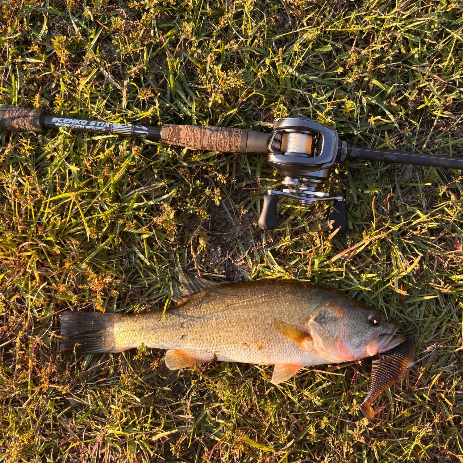 Largemouth bass caught on Fishbrain