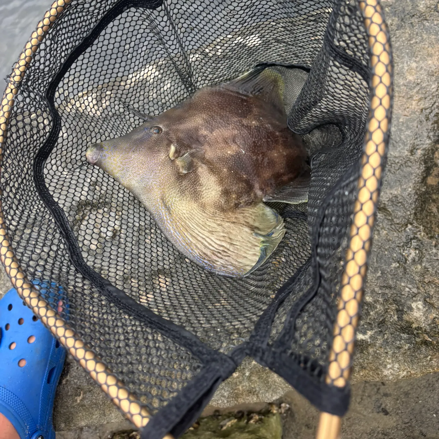 The most recent Black reef leatherjacket catches on Fishbrain