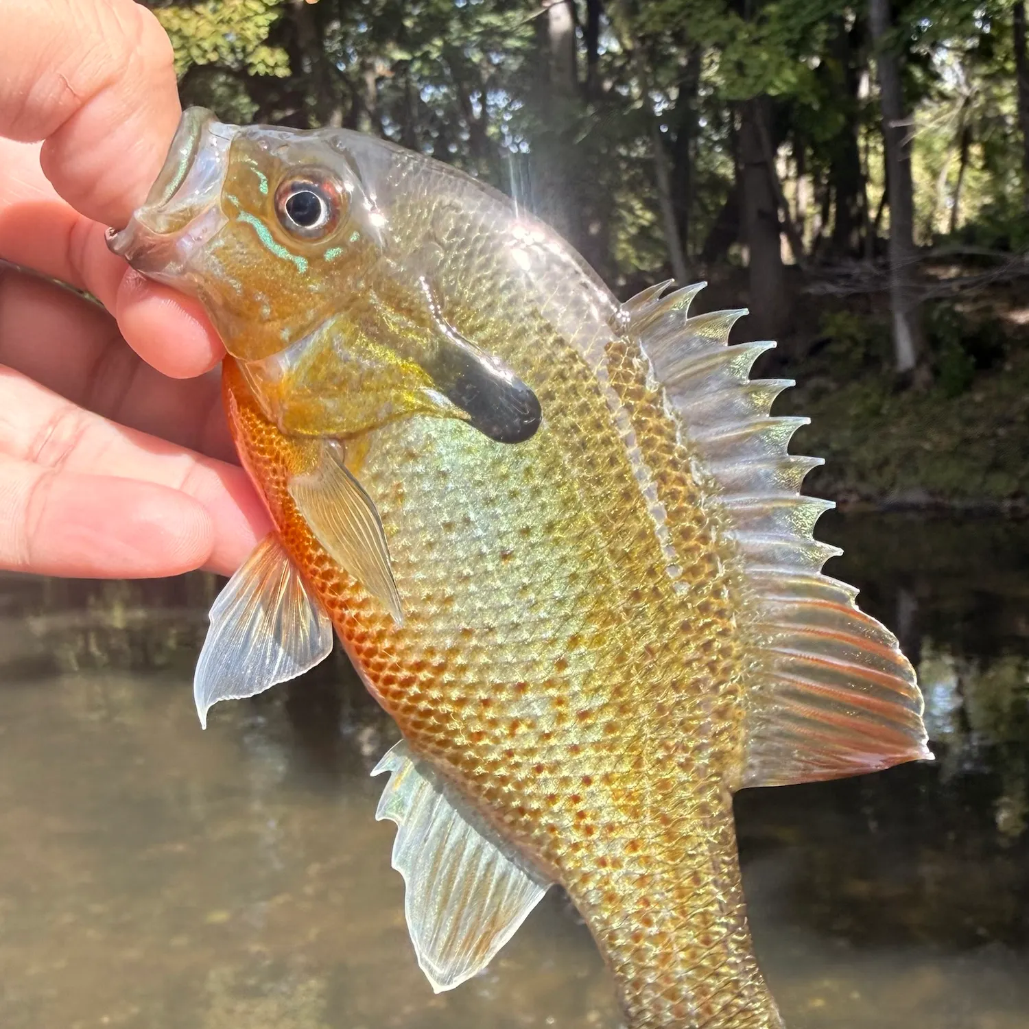 Redbreast sunfish caught on Fishbrain