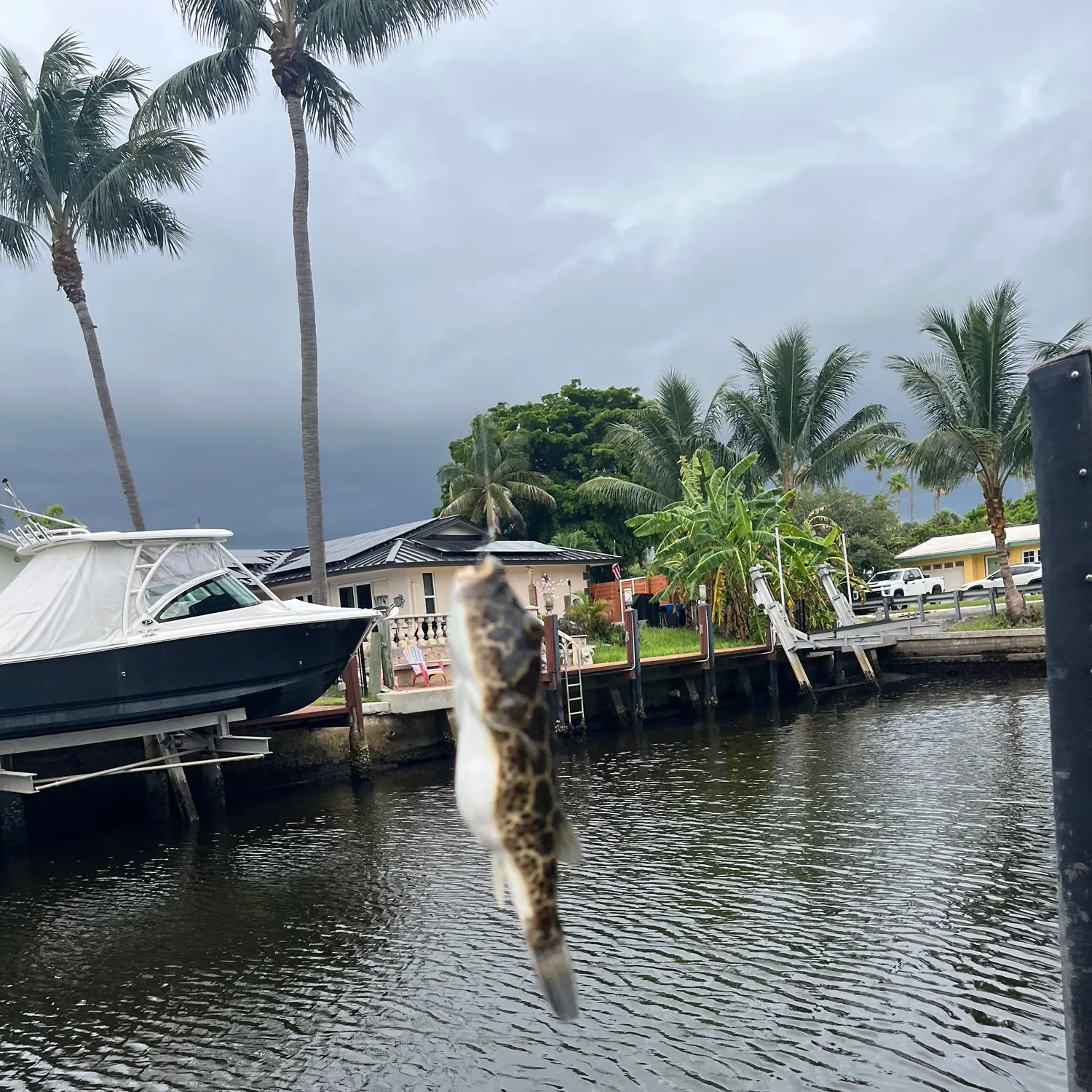 Honeycomb cowfish caught on Fishbrain