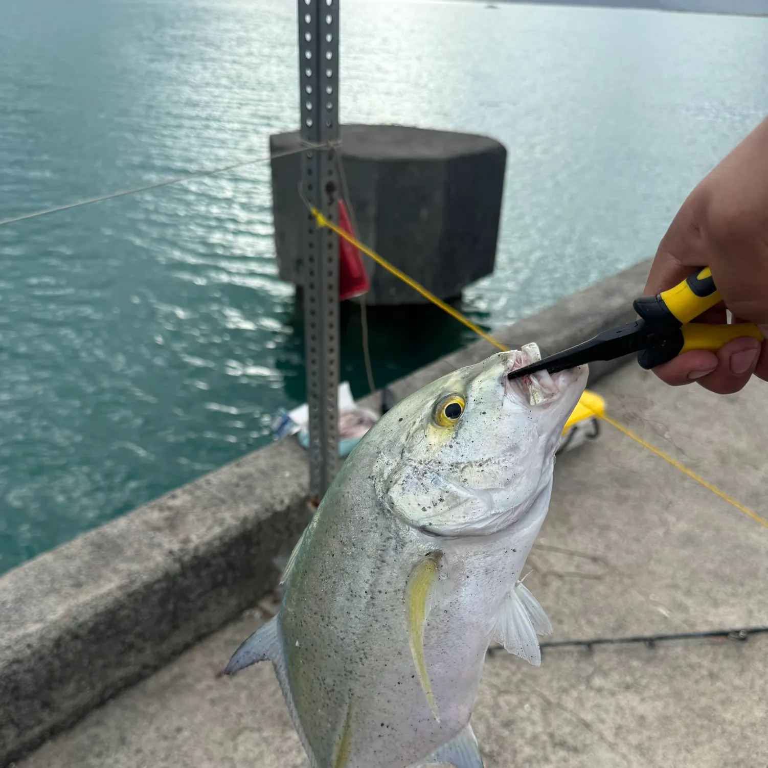 The most recent Bluefin trevally catches on Fishbrain