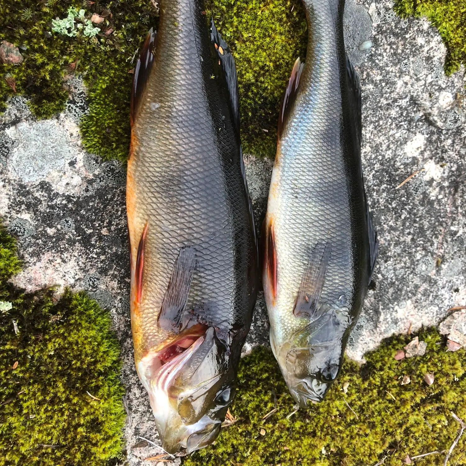 recently logged catches