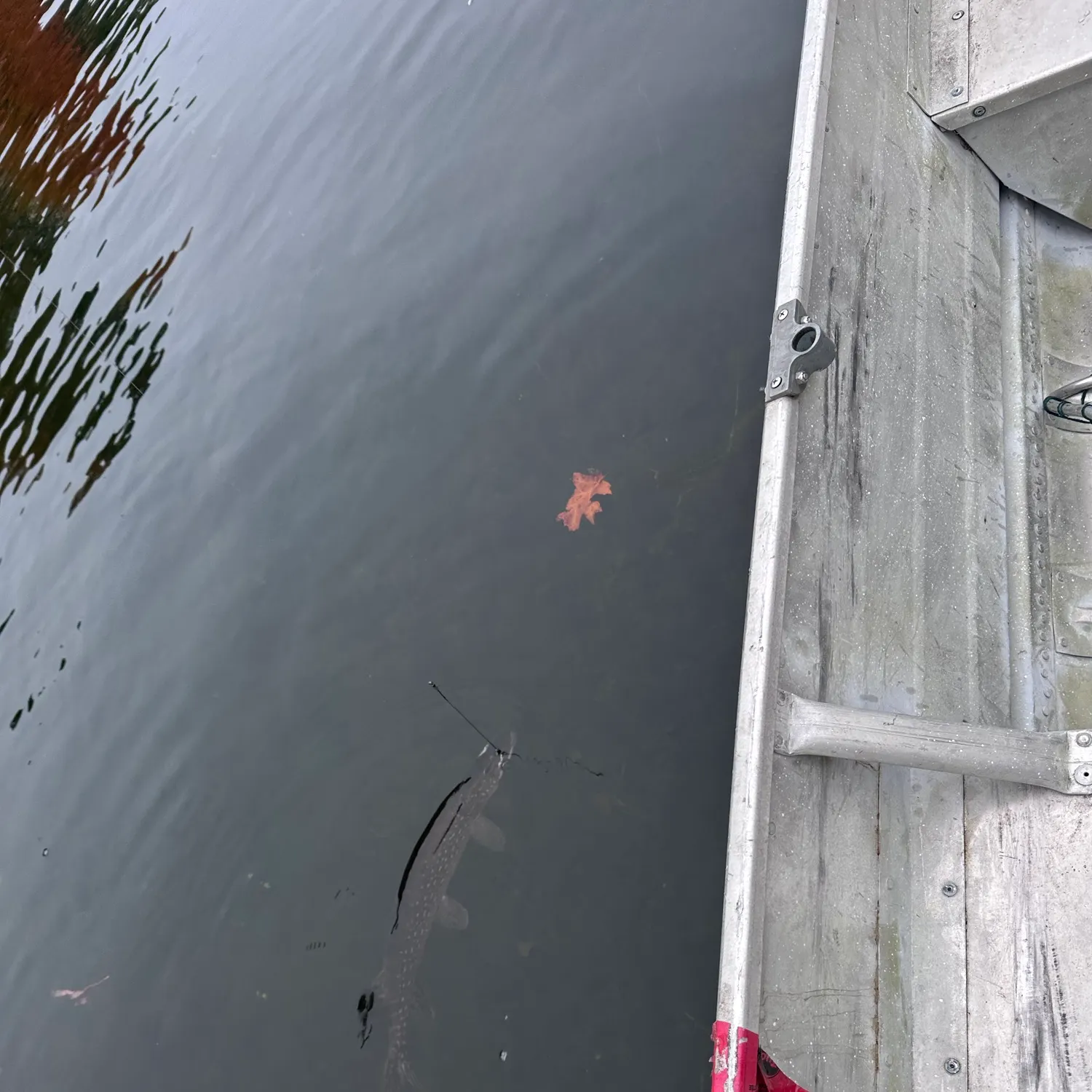 Northern pike caught on Fishbrain