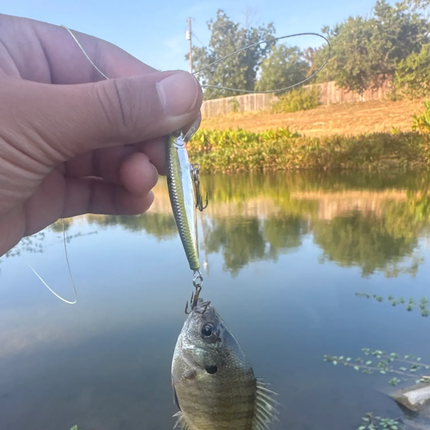 Bluegill caught on Fishbrain