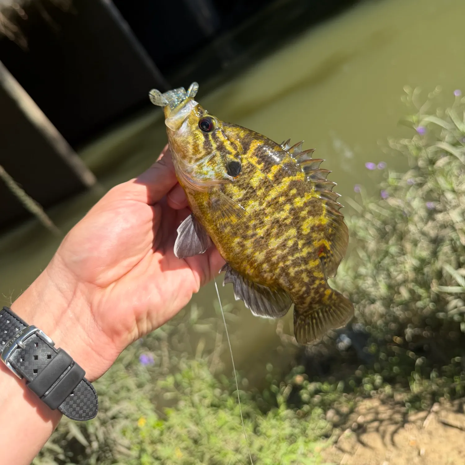 Warmouth caught on Fishbrain