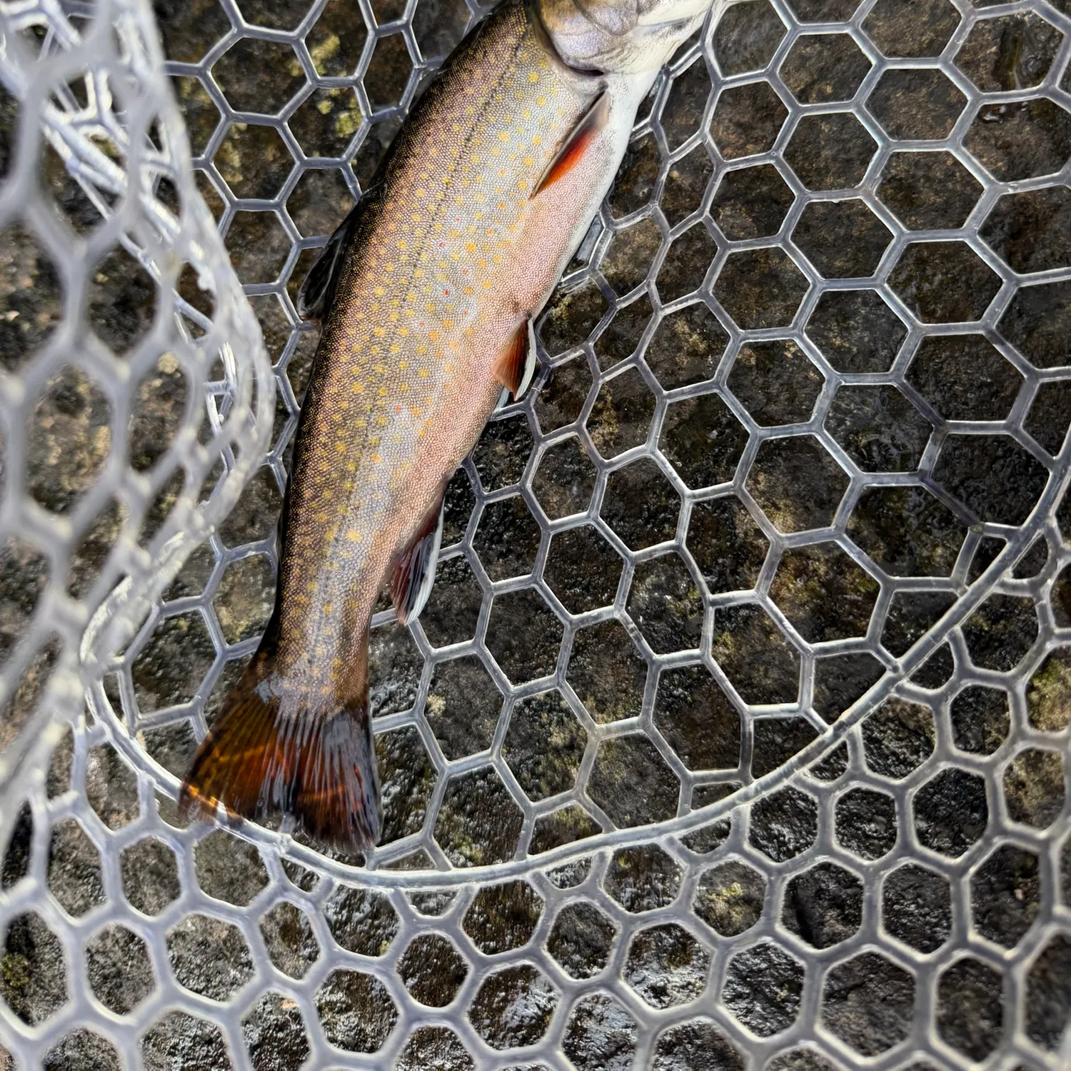 Brook trout caught on Fishbrain