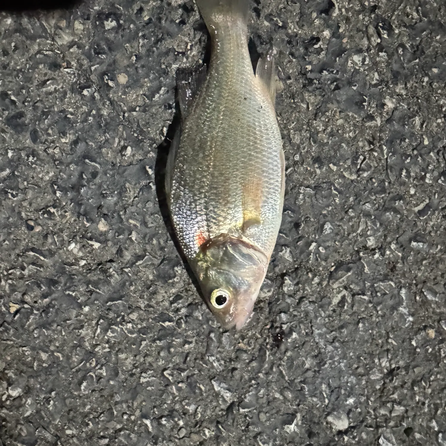 White perch caught on Fishbrain