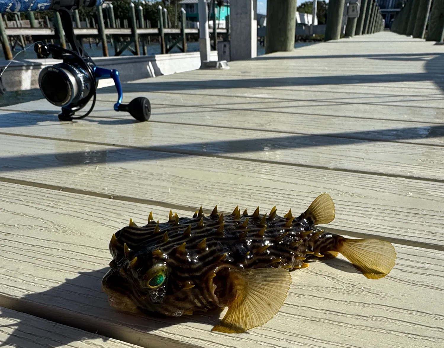 Striped burrfish