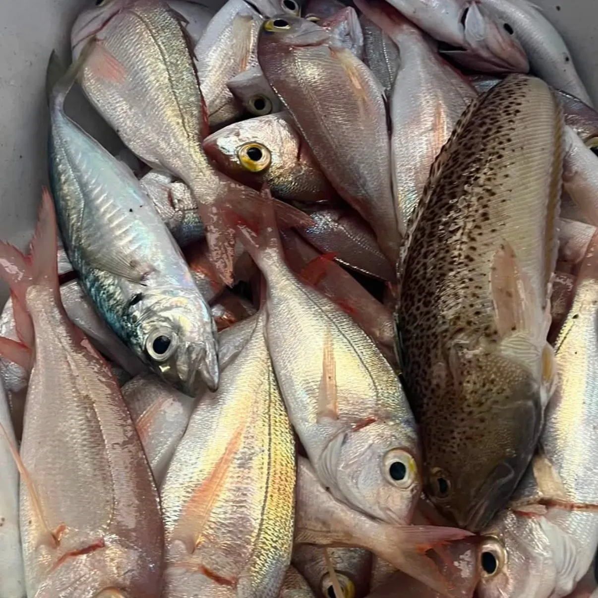 Common pandora caught on Fishbrain