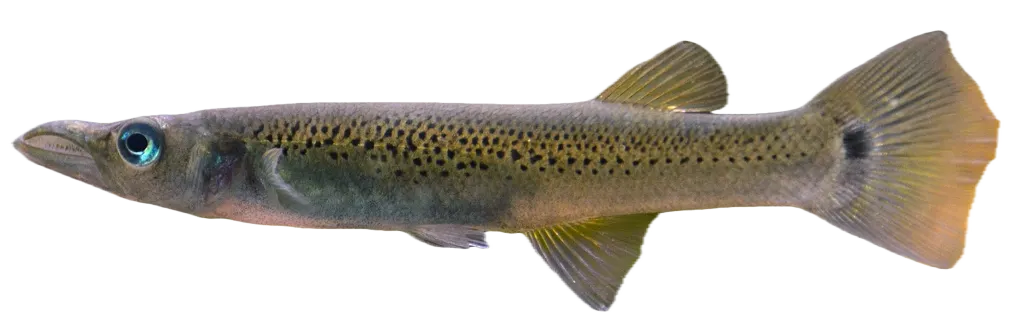Pike killifish