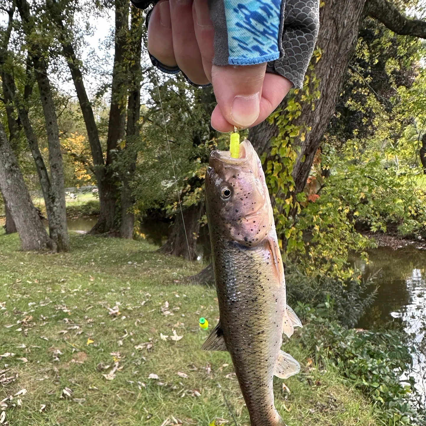 Creek chub caught on Fishbrain