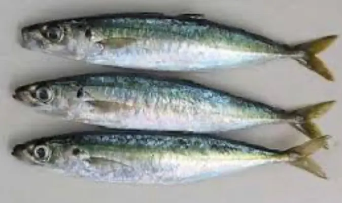Cigar Minnow