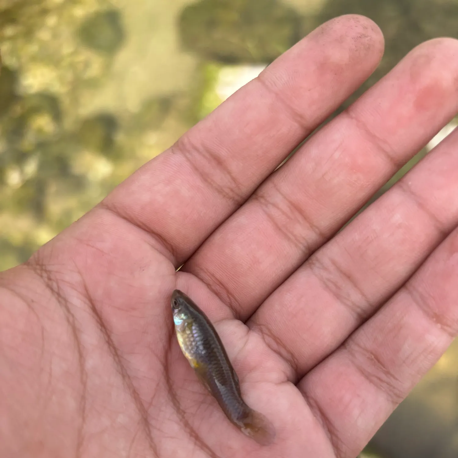 The most recent Western mosquitofish catches on Fishbrain