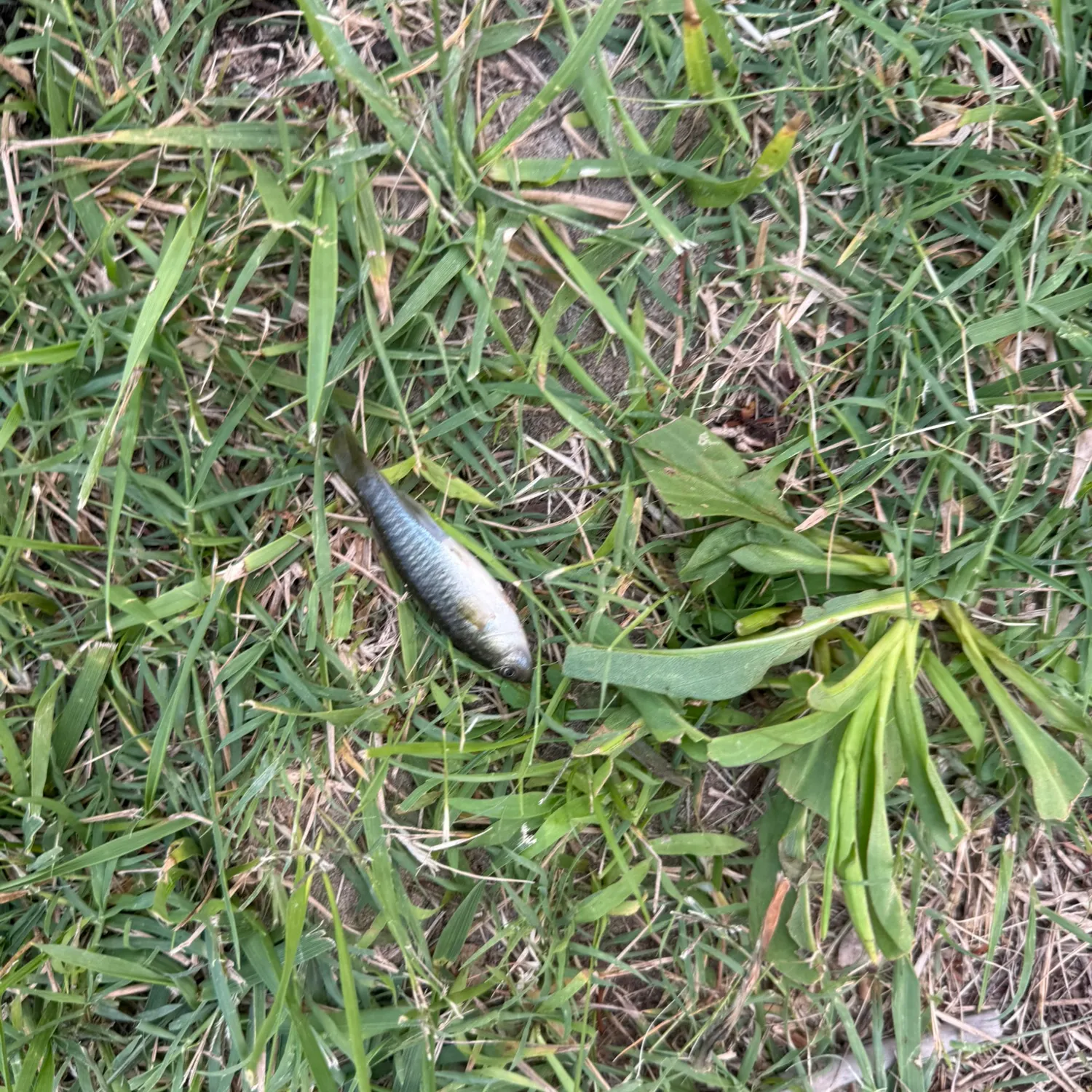 The most recent Lined topminnow catches on Fishbrain