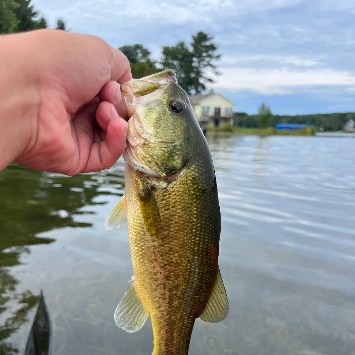Smallmouth bass caught on Fishbrain