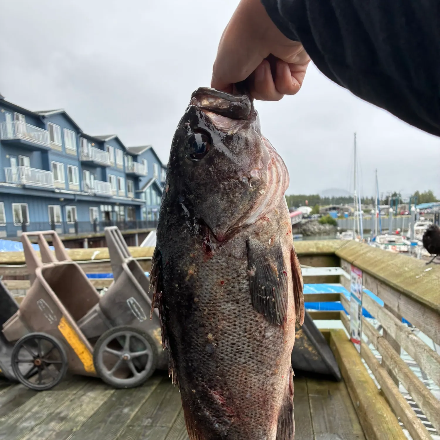 catch