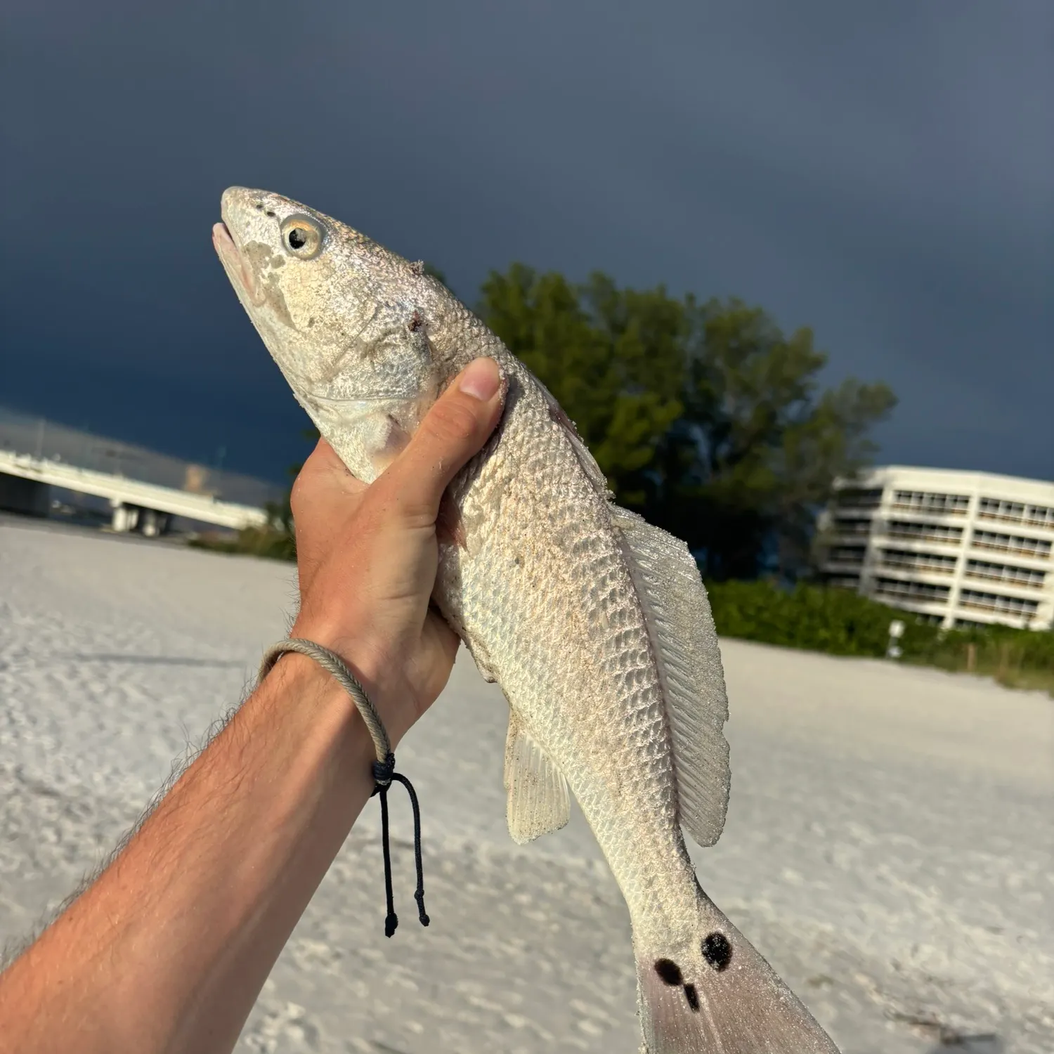 Red drum caught on Fishbrain