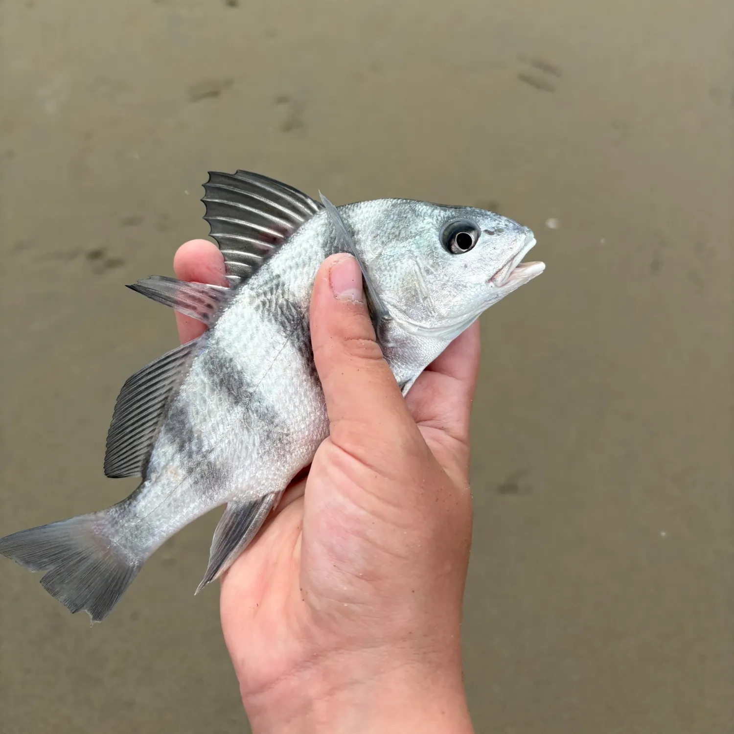 Black drum caught on Fishbrain