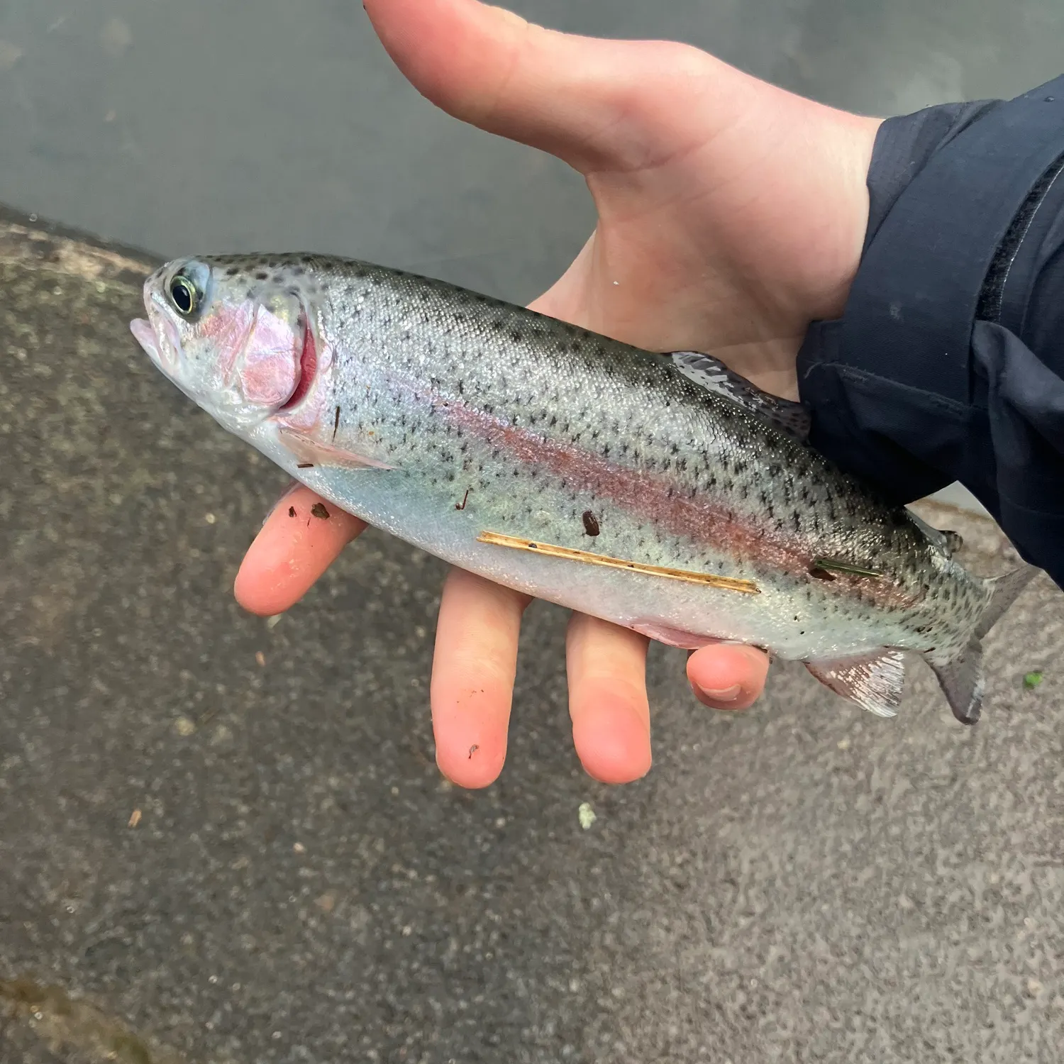 Rainbow trout caught on Fishbrain