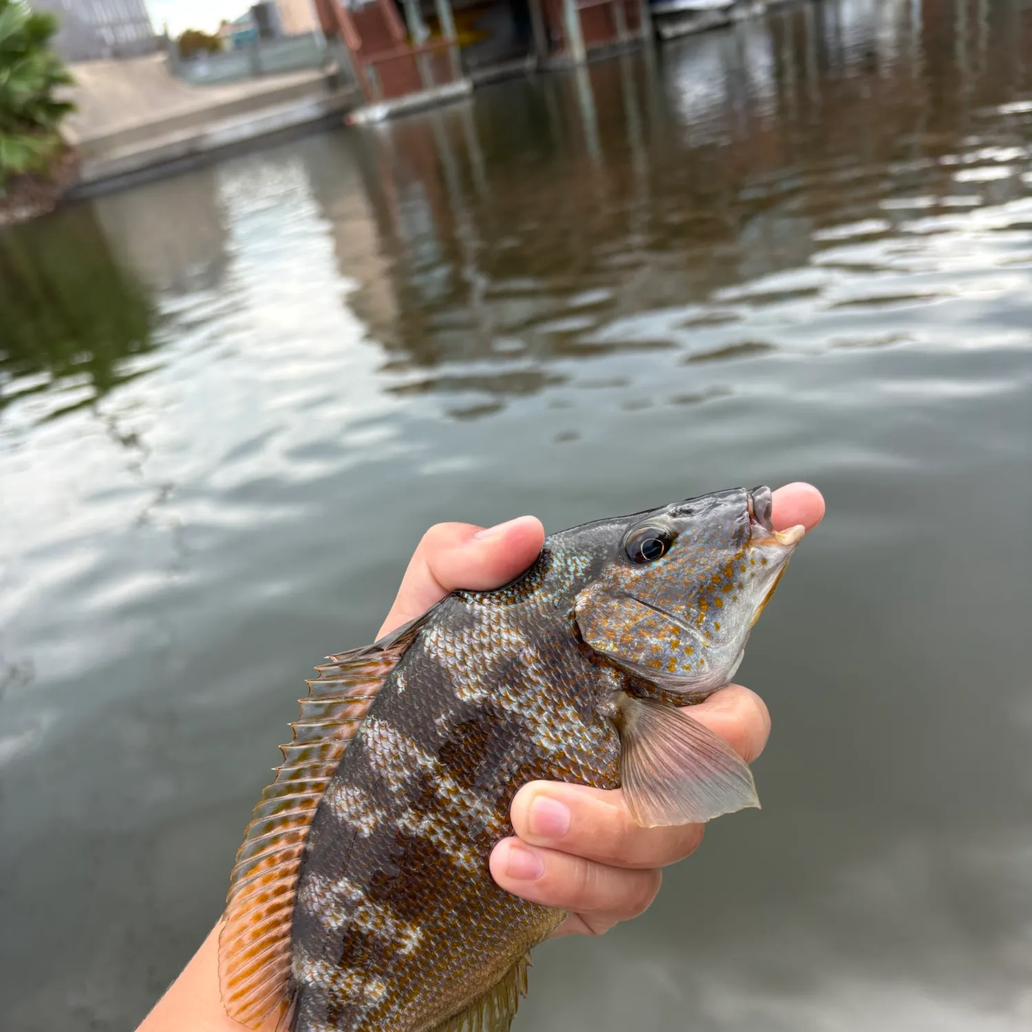 White grunt caught on Fishbrain