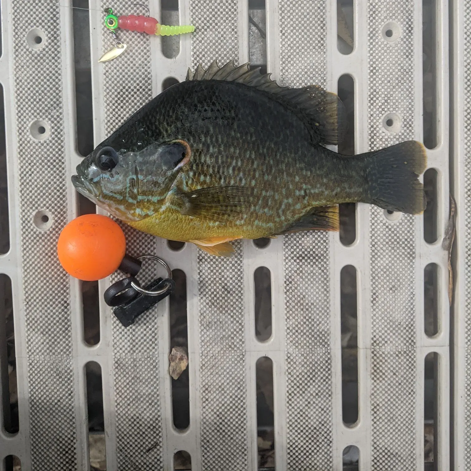 Pumpkinseed caught on Fishbrain