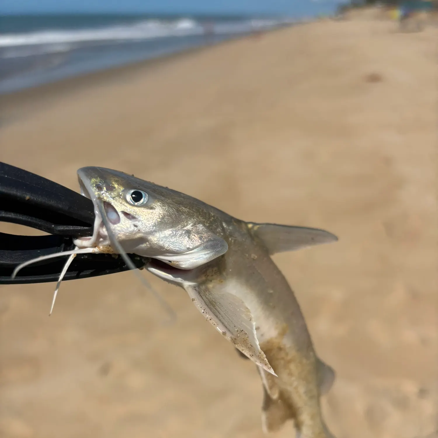 The most recent Coco sea catfish catches on Fishbrain