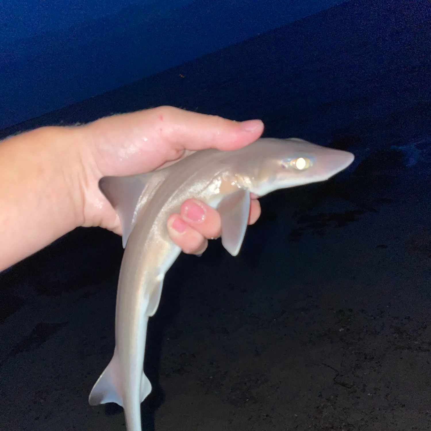 Dusky smooth-hound caught on Fishbrain